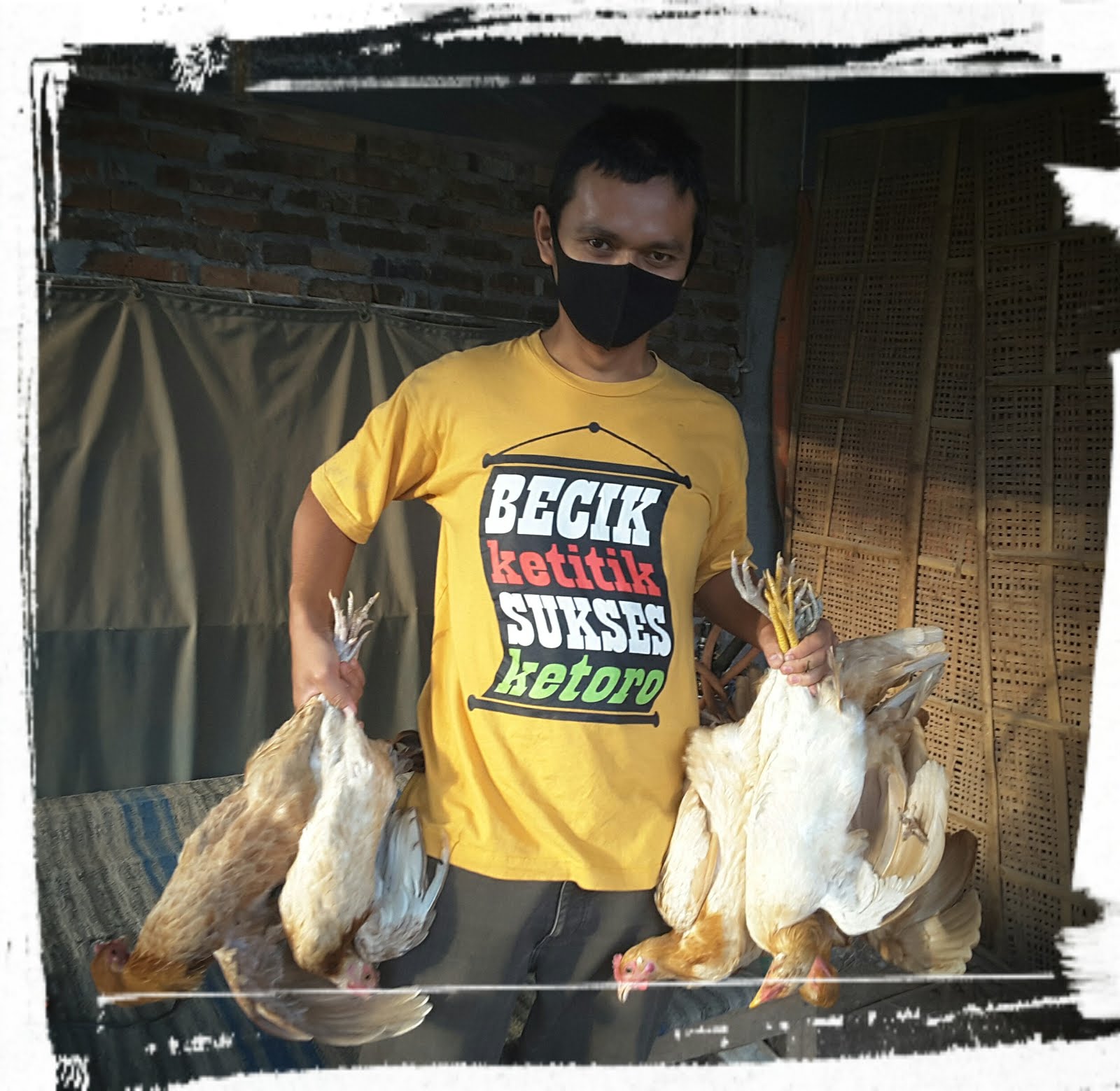 Ayam Elba 085799992750